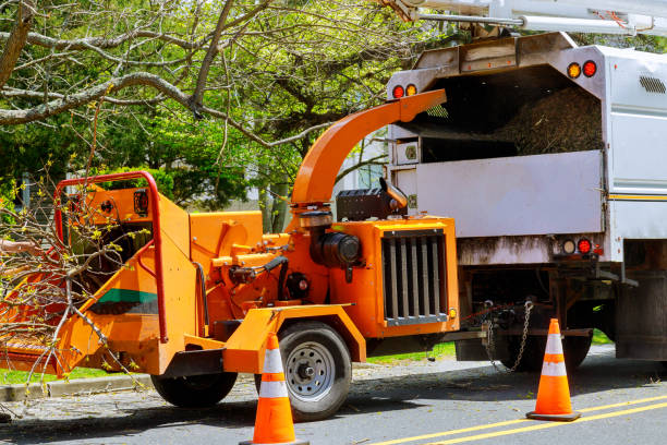 Trusted Gibson, AR Tree Service Experts